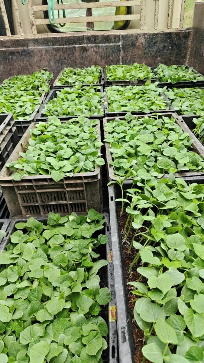 Crates of seedlings loaded in the back of a truck