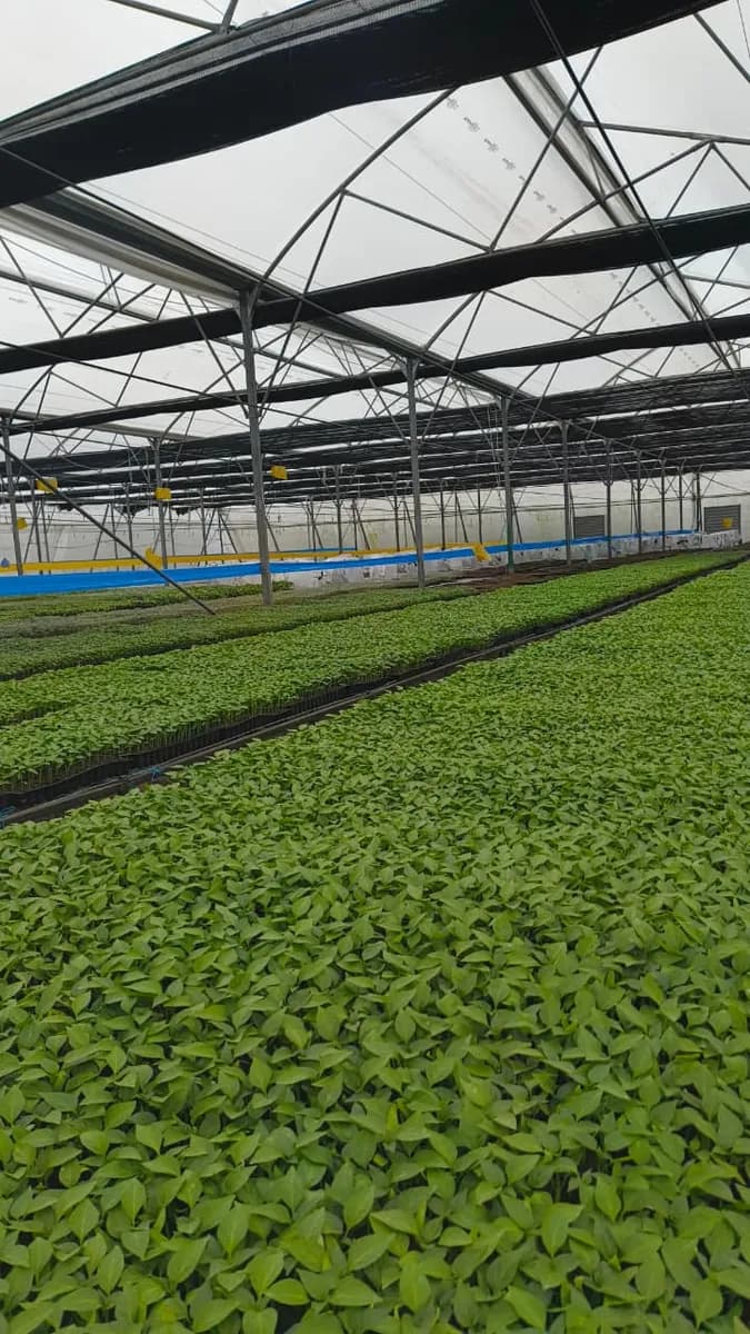 Rows of seedling trays under a polyhouse roof
