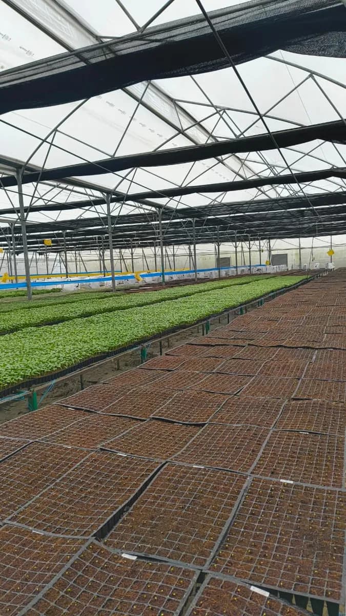 Freshly sown seedling trays in the foreground, germinated rows behind